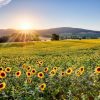 Natuur Wallgroup | Berglandschap Met Zonnebloemen Fotobehang