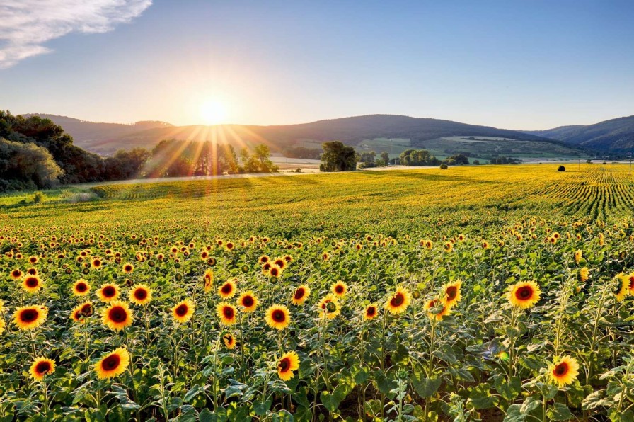 Natuur Wallgroup | Berglandschap Met Zonnebloemen Fotobehang