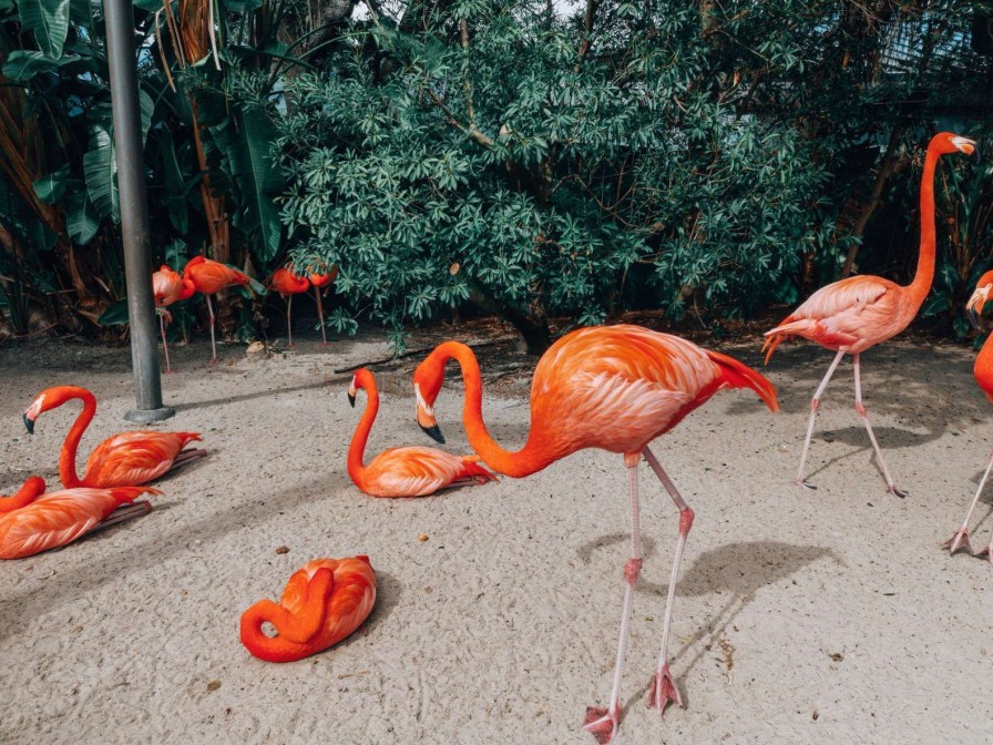 Dieren Wallgroup | Flamingo'S Op Een Caribisch Eiland Fotobehang