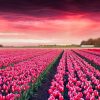 Natuur Wallgroup | Roze Tulpenveld Met Dynamische Kleuren Fotobehang