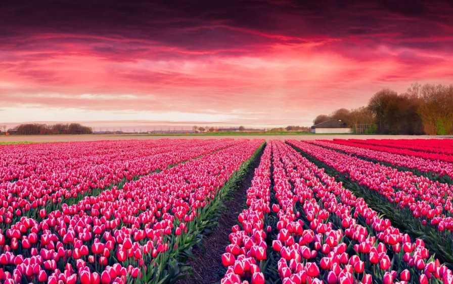 Natuur Wallgroup | Roze Tulpenveld Met Dynamische Kleuren Fotobehang