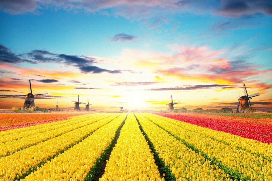 Natuur Wallgroup | Hollands Tulpenveld Fotobehang