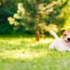 Dieren Wallgroup | Een Vrolijke Jack Russell Fotobehang