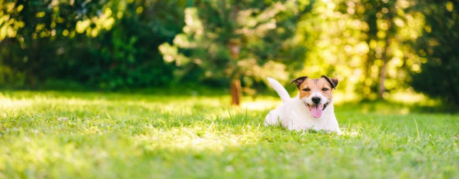 Dieren Wallgroup | Een Vrolijke Jack Russell Fotobehang