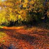 Natuur Wallgroup | Herfstbos Met Bomen En Bladeren Fotobehang