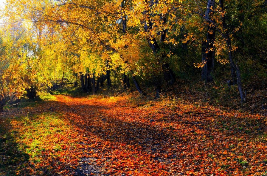 Natuur Wallgroup | Herfstbos Met Bomen En Bladeren Fotobehang