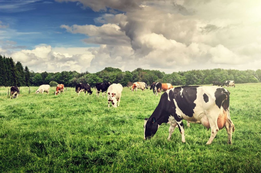 Dieren Wallgroup | Koeien Grazen In Weide Fotobehang