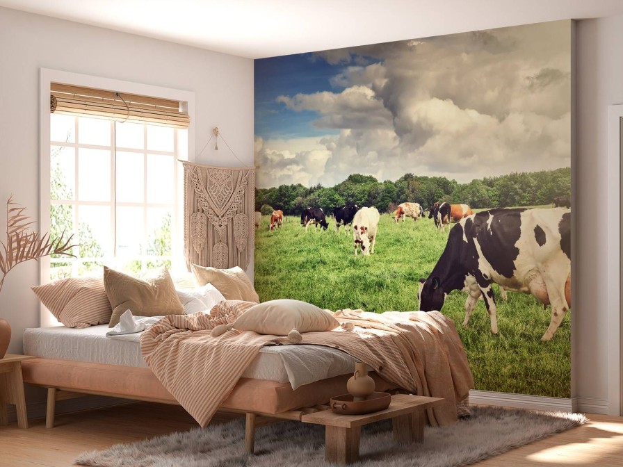 Dieren Wallgroup | Koeien Grazen In Weide Fotobehang