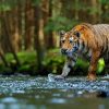 Dieren Wallgroup | Tijger Op Een Rivier Fotobehang