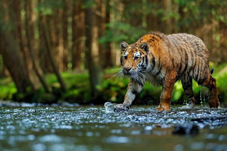 Dieren Wallgroup | Tijger Op Een Rivier Fotobehang