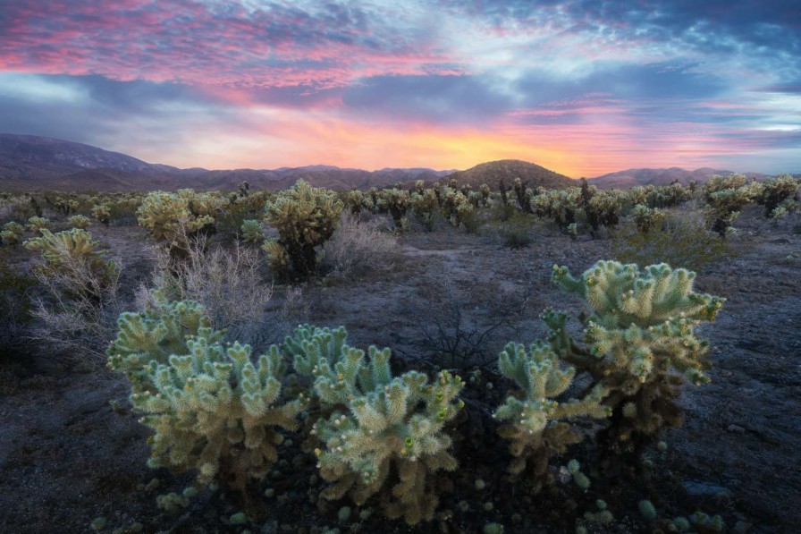 Natuur Wallgroup | Cactusveld Bij Zonsondergang Fotobehang