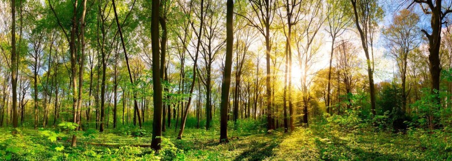 Natuur Wallgroup | Volgroeid Zomers Bos Fotobehang