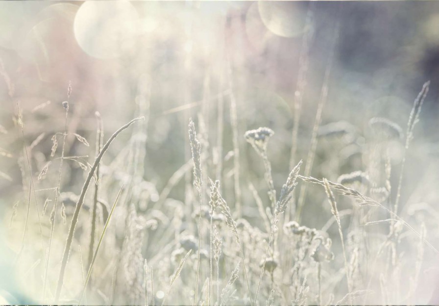 Natuur Wallgroup | Weide Planten In De Zon Met Een Wazige Achtergrond Fotobehang