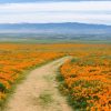 Natuur Wallgroup | Oranje Klaprozenveld In Californie Fotobehang