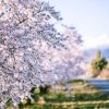 Natuur Wallgroup | Amandelboom Fotobehang