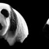 Dieren Wallgroup | Panda'S Met Een Zwarte Achtergrond Fotobehang