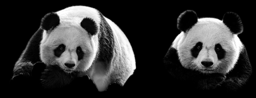 Dieren Wallgroup | Panda'S Met Een Zwarte Achtergrond Fotobehang