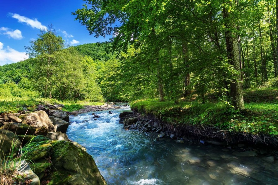 Natuur Wallgroup | Stromende Rivier In Het Bos In Zomer Fotobehang