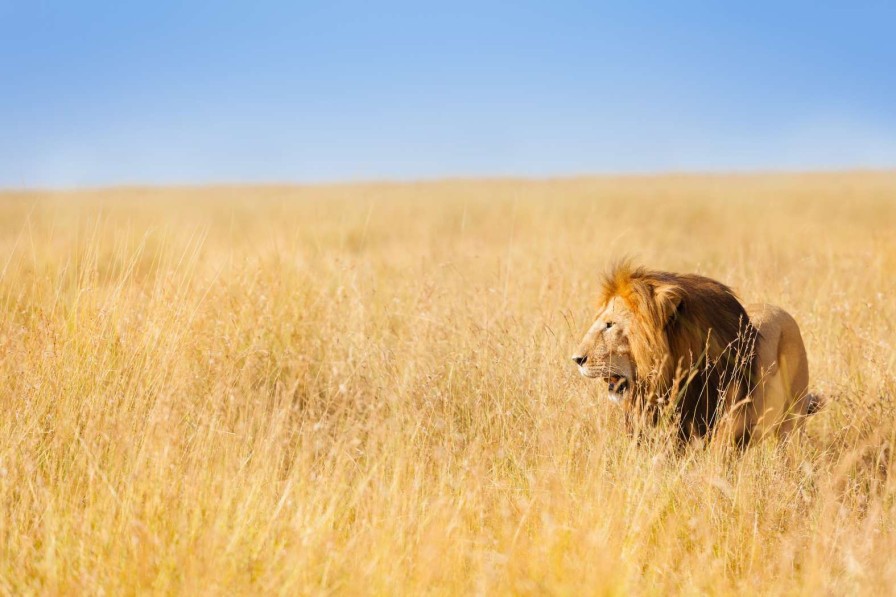 Dieren Wallgroup | Afrikaanse Leeuw Op Zoek Naar Een Prooi Fotobehang