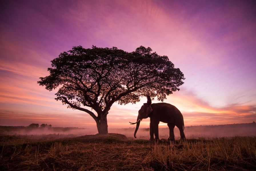 Natuur Wallgroup | Olifant Bij Een Unieke Zonsondergang Fotobehang