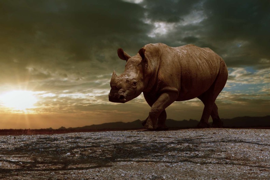 Dieren Wallgroup | Afrikaanse Neushoorn Op Een Vuil Veld Fotobehang