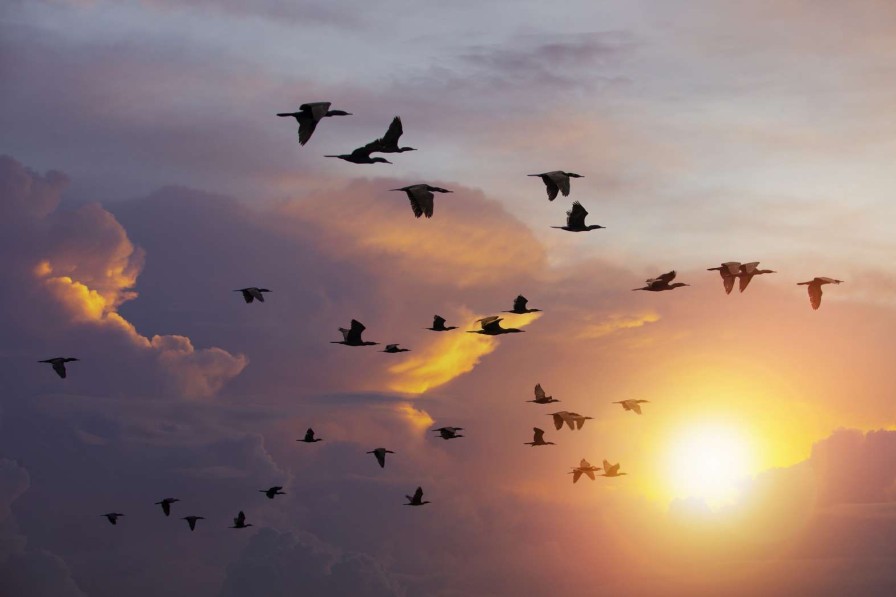 Landschap Wallgroup | Vliegende Aalscholvers Bij Zonsondergang Fotobehang