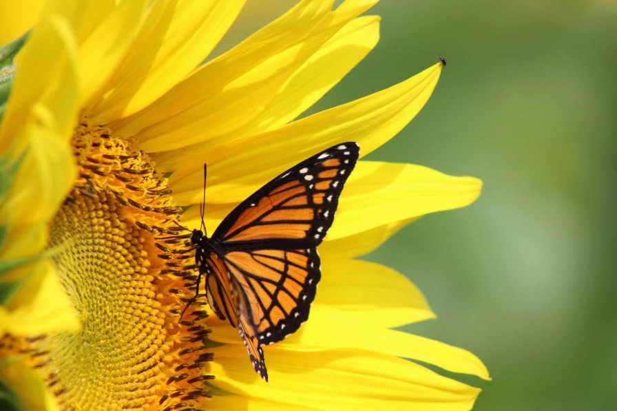 Natuur Wallgroup | Oranje Vlinder Op Zonnebloem Fotobehang