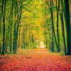 Natuur Wallgroup | Een Bosweg In De Herfst Fotobehang