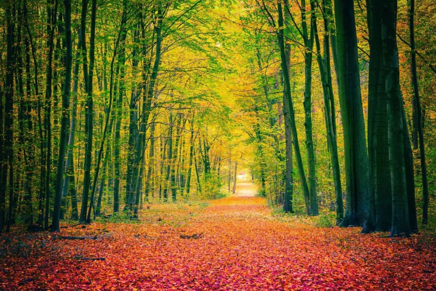 Natuur Wallgroup | Een Bosweg In De Herfst Fotobehang