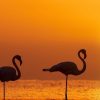 Landschap Wallgroup | Flamingo'S Bij Zonsondergang Fotobehang