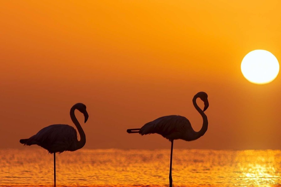 Landschap Wallgroup | Flamingo'S Bij Zonsondergang Fotobehang