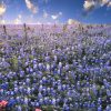 Natuur Wallgroup | Hortensia Veld In Texas Fotobehang