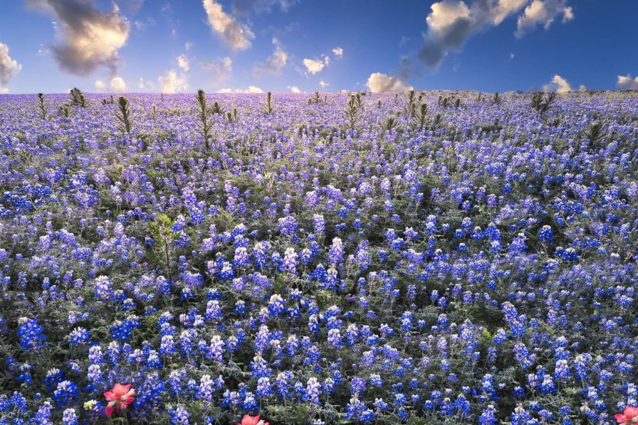 Natuur Wallgroup | Hortensia Veld In Texas Fotobehang