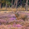 Natuur Wallgroup | Hert Op De Veluwe Fotobehang