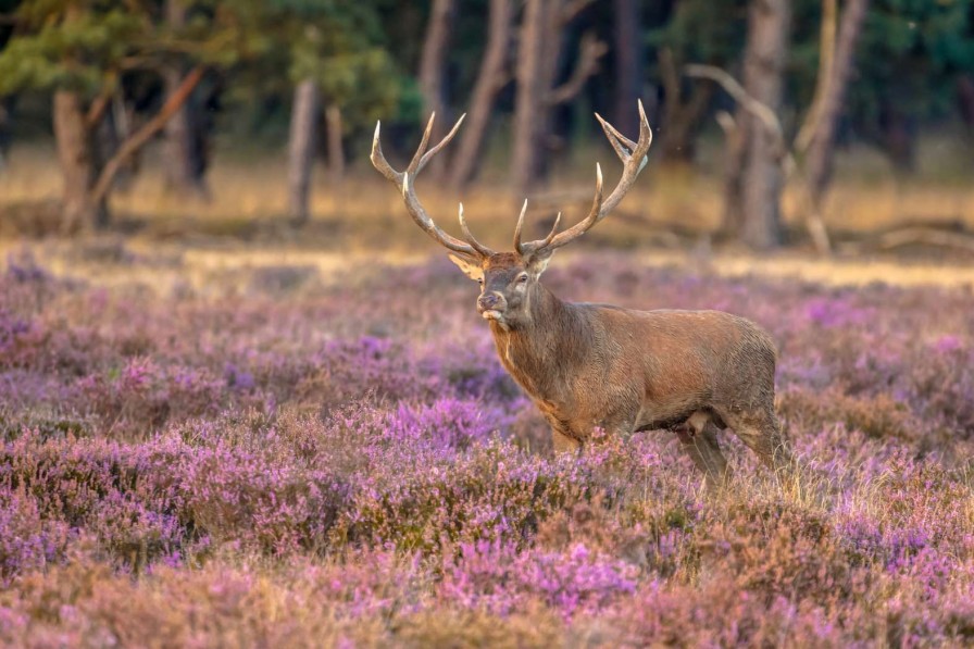 Natuur Wallgroup | Hert Op De Veluwe Fotobehang