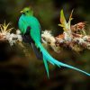 Dieren Wallgroup | Blauwe Quetzal In Sri Lanka Fotobehang