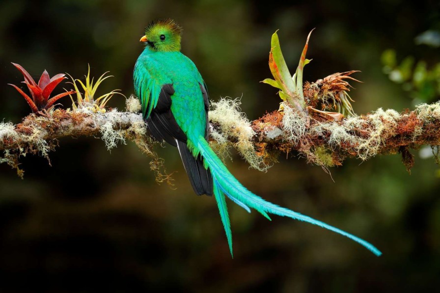 Dieren Wallgroup | Blauwe Quetzal In Sri Lanka Fotobehang