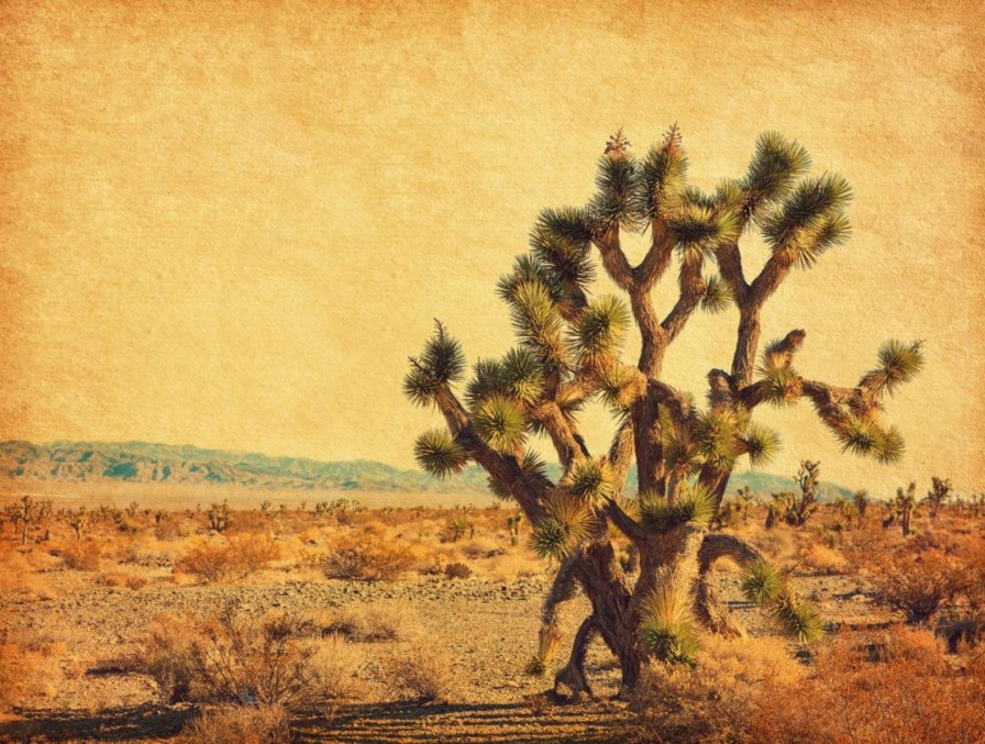 Natuur Wallgroup | Grote Cactus In Een Woestijnlandschap Fotobehang