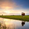 Dieren Wallgroup | Koeien In Een Weiland Fotobehang