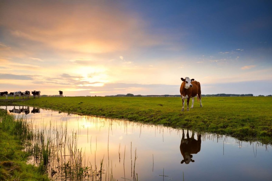 Dieren Wallgroup | Koeien In Een Weiland Fotobehang