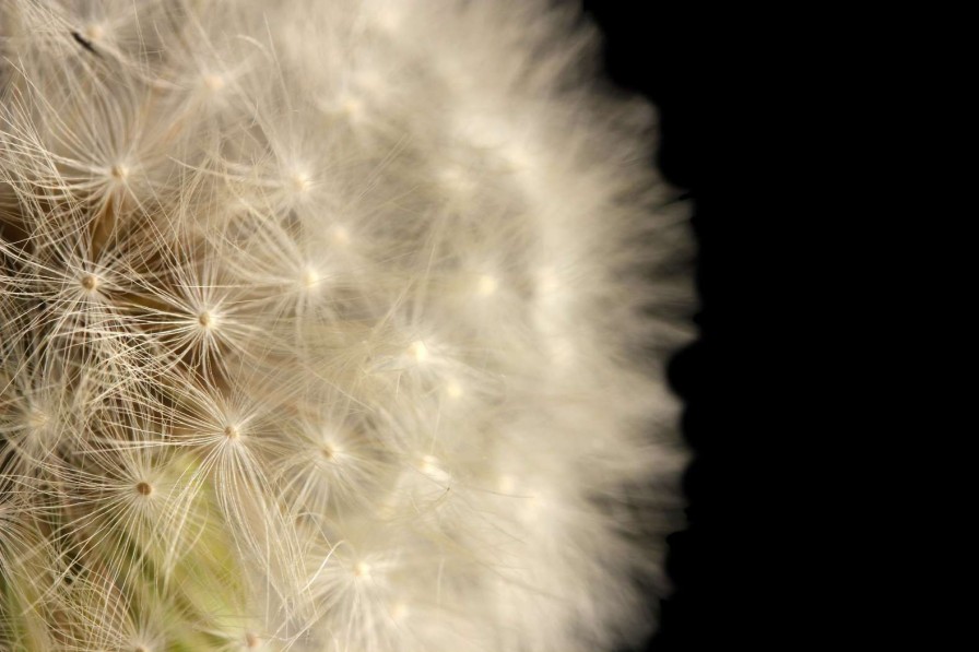 Natuur Wallgroup | Paardenbloem Met Zwarte Achtergrond Fotobehang