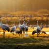 Dieren Wallgroup | Kraanvogels In De Ochtend Fotobehang