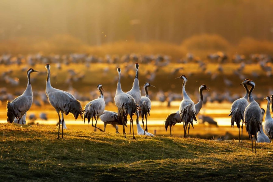 Dieren Wallgroup | Kraanvogels In De Ochtend Fotobehang