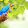 Dieren Wallgroup | Papegaai In De Zon Fotobehang