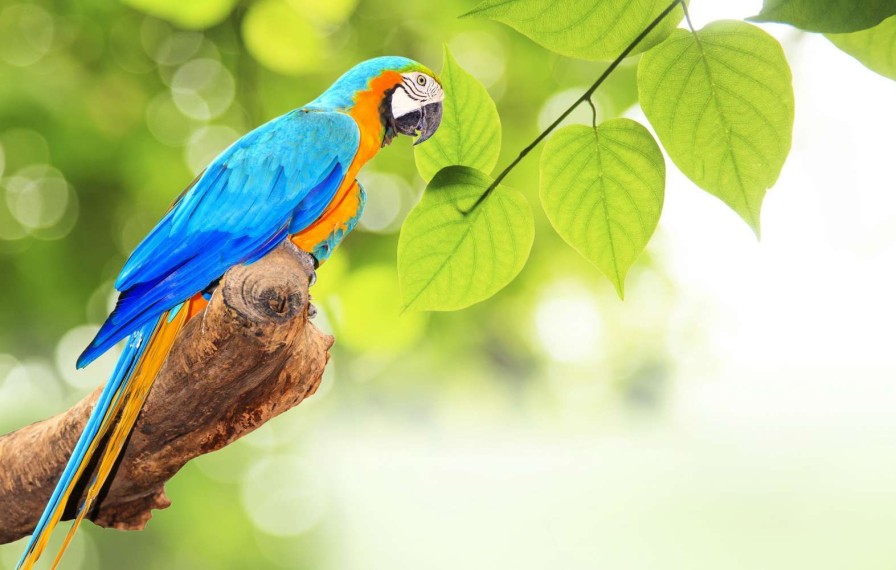 Dieren Wallgroup | Papegaai In De Zon Fotobehang