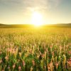 Natuur Wallgroup | Zonsopkomst Bij Een Bloemenveld Fotobehang