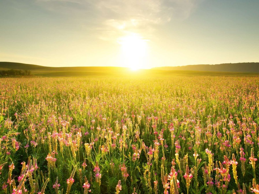 Natuur Wallgroup | Zonsopkomst Bij Een Bloemenveld Fotobehang