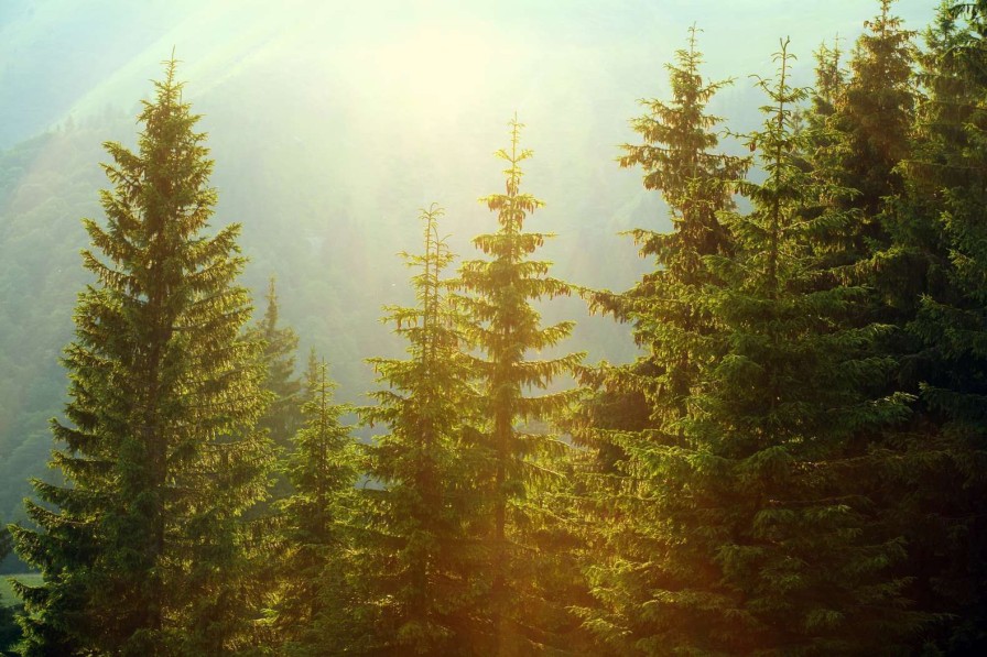 Natuur Wallgroup | Berglandschap In De Ochtend Met Hoge Bomen Fotobehang