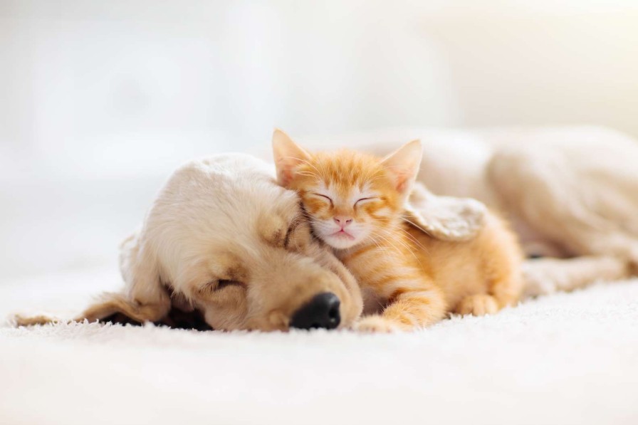 Dieren Wallgroup | Hond En Kat Slapen Knuffelend Fotobehang