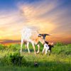 Dieren Wallgroup | Koe En Kalf Zonsondergang Fotobehang